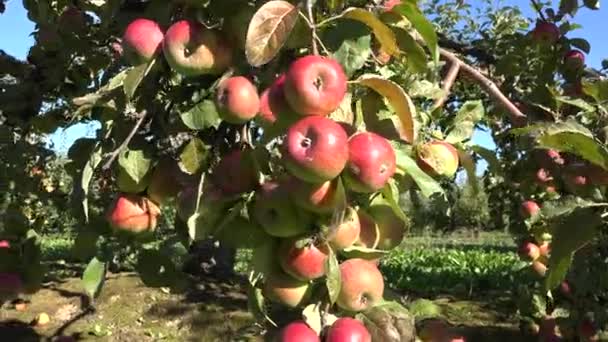 ovoce čerstvé šťavnaté jablko pověsit na větev. Podzimní sklizeň jablek. 4k