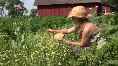 sağlıklı kız kırsal ev bahçesinde bitki çiçek papatya seç. 4k