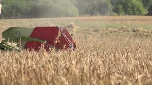 Zblízka kombajn mlácení obilí plodin na farmě v létě. 4k — Stock video