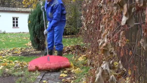 Man tuinman rake herfst bladeren met grote rode rake tuin. 4k — Stockvideo