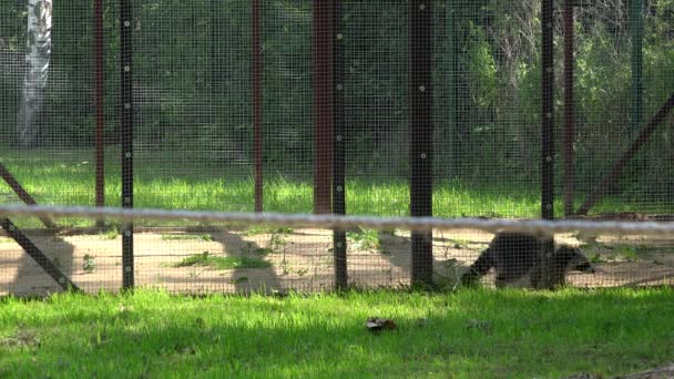 Inquiet raton laveur animal marche dans zoo jardin cage . — Video