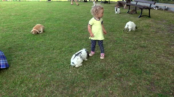 Young girl with curly hairs have fun between rabbits bunnies in zoo garden — Stock Video