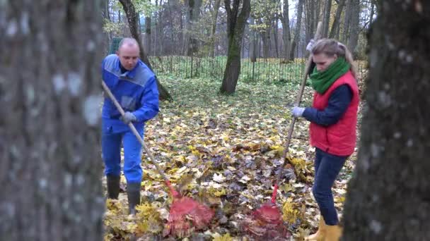 Gens femme homme râteau sec feuilles automnales dans le parc. 4K — Video