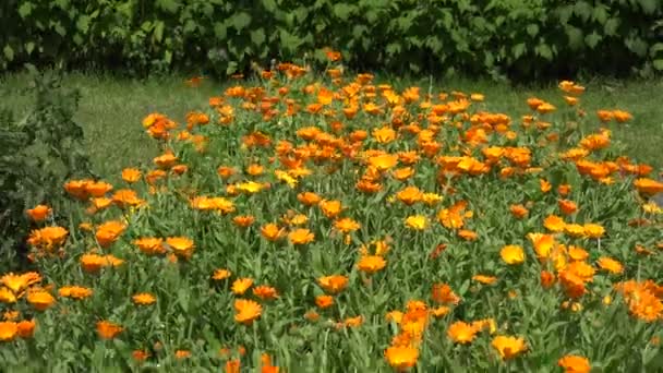 Flor de caléndula en el jardín y plato de mimbre con flor. 4K — Vídeo de stock