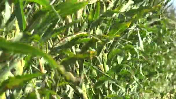 Край поля зеленых кукурузных растений, готовых к уборке. 4K — стоковое видео