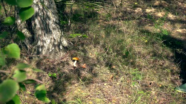 柳条篮下白桦树生长的人采摘牛肝菌蘑菇. — 图库视频影像