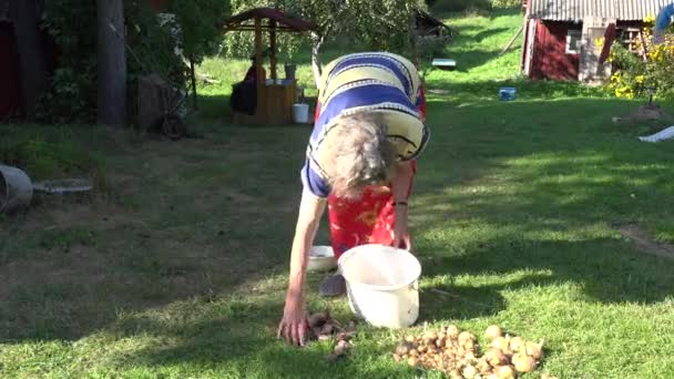 Vrouw verzamelen rode biet in emmer in de tuin tuin zomertijd. 4k — Stockvideo