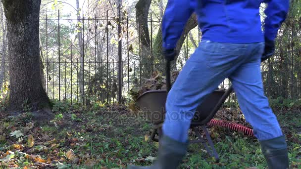 Joven recoger hojas secas en carretilla en el parque en otoño. 4K — Vídeo de stock