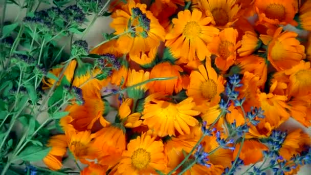 Frisch gepflückter Ringelblumen-Lavendel und Oregano-Kräuter. Drehscheibe im Uhrzeigersinn — Stockvideo