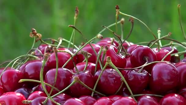 Bayas rojas maduras orgánicas de cereza. Giradiscos giratorios — Vídeo de stock