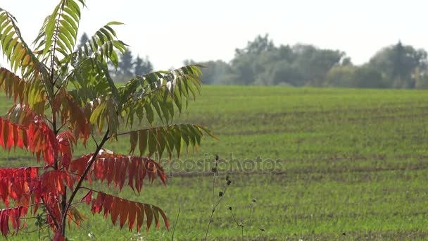 Árbol de otoño hojas de color rojo y cultivos de invierno de grano en el campo de la agricultura. 4K — Vídeo de stock