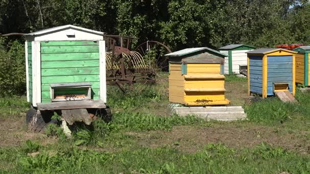 Апиари в саду. Пчелы летают в разноцветных пчелиных ульях. Панорама. 4K — стоковое видео