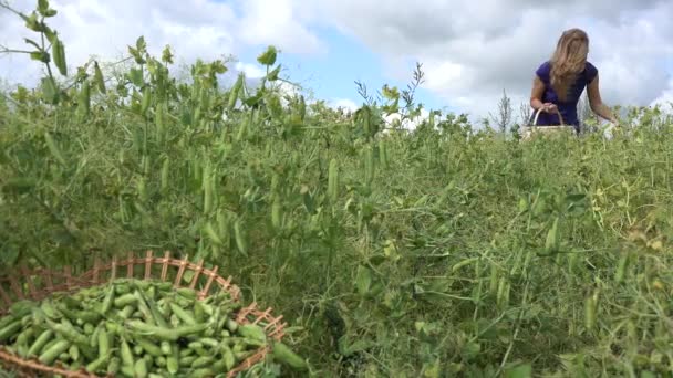 农妇柳条篮子摘熟豌豆荚。焦点更改。4 k — 图库视频影像