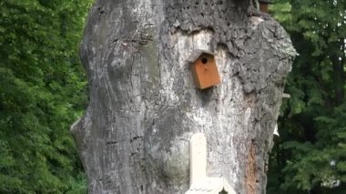 renkli kuş evleri eski ölü ağaç gövdesi Park asmak. 4k