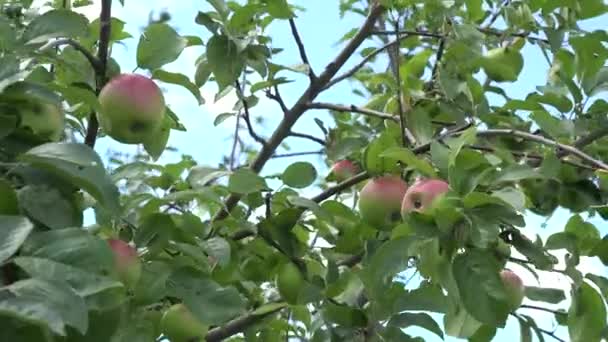 Manzano rama fruta swing en el viento en el fondo del cielo azul. 4K — Vídeos de Stock