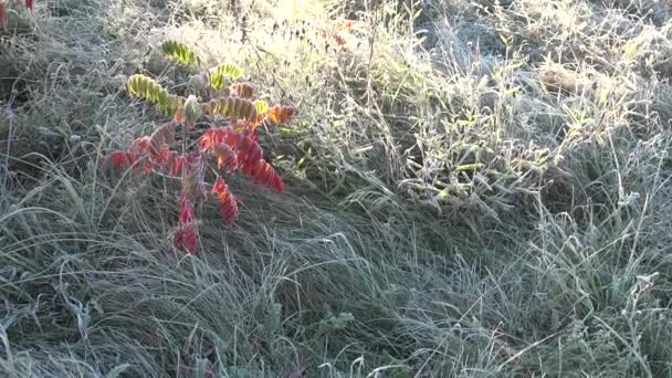 Hierba helada a árbol de color en el jardín. Primer jardín frío. 4K — Vídeo de stock