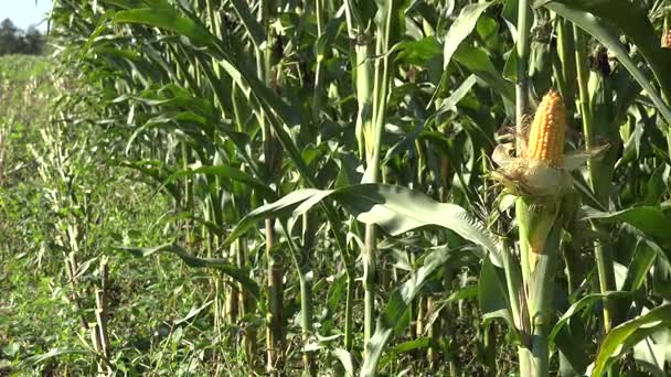 Planta de cosecha de mazorca de maíz en tierras de cultivo. Tiempo de cosecha estacional. 4K — Vídeo de stock