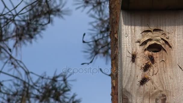 Wild hornet wasp flying into wooden bird nesting box in pine. 4K — Stock Video