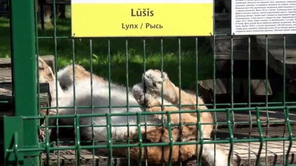 Retrato de cerca de un lince eurasiático durmiendo en una jaula del zoológico — Vídeo de stock