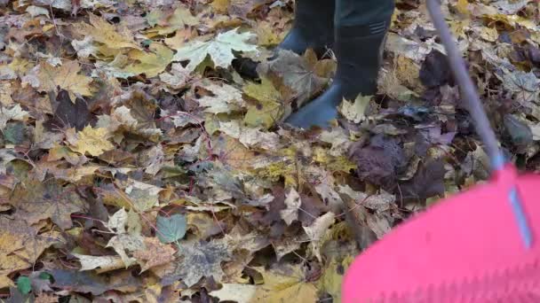 Pracownik grabienia liści z kawałka ziemi, czerwone plastikowe Grabie narzędzia. 4k — Wideo stockowe