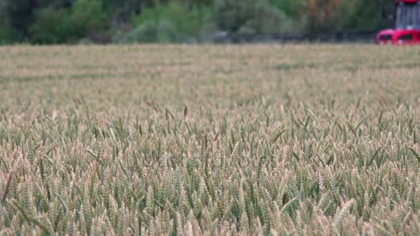 Gros plan des épis de seigle de blé et champ de pulvérisation floue tracteur avec des produits chimiques — Video