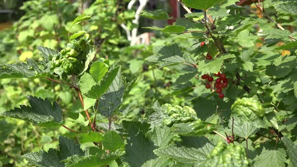 Bayas de grosella roja en el arbusto en el jardín de verano. 4K — Vídeo de stock