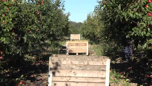 Деревянный ящик, полный свежего яблока после сбора в плантации. 4K — стоковое видео