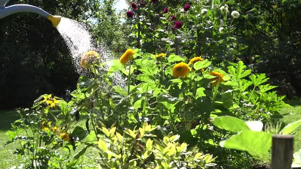 Manlig hand med blått vatten kan verktyget vattning solros blomma blommar i sommaren trädgård. 4k — Stockvideo