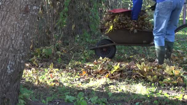 Travailleur recueillir dru feuilles d'automne sur la vieille brouette dans le jardin. 4K — Video