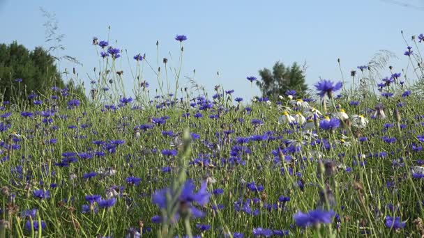 Les fleurs et les abeilles de bleuet et de marguerite recueillent le nectar des fleurs. 4K — Video