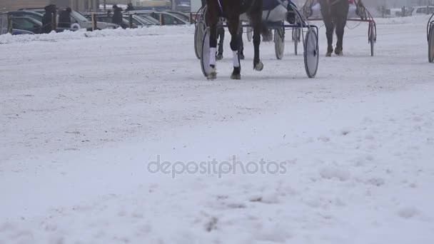 Cavalier en course de chevaux, trotter sur hippodrome journée froide d'hiver. 4K — Video