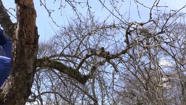 Professional gardener climb up into fruit tree, sit on branch and prune twigs — Stock Video