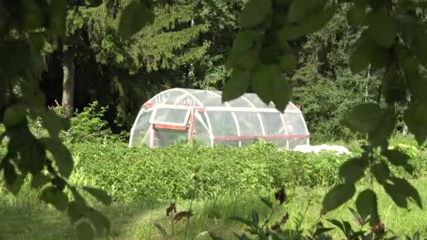 Polythen-Gewächshaus im Garten und Äste von Apfelbäumen bewegen sich im Wind. 4k — Stockvideo