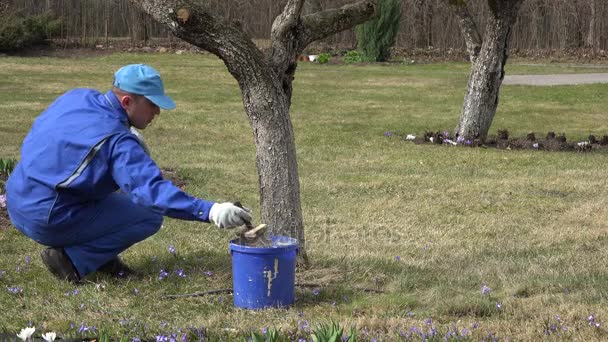 Tuinman verf boomstam met borstel in boomgaard lentetijd. 4k — Stockvideo