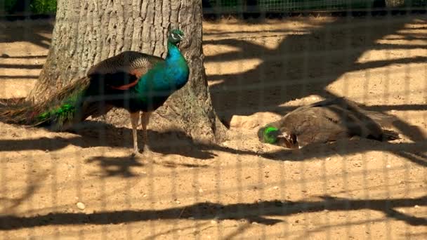 Pair of elegant peacock birds in zoological garden cage — Stock Video