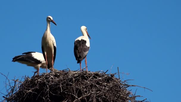 Cigüeñas en el nido sobre fondo azul del cielo — Vídeo de stock