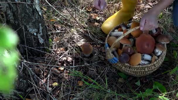 Donna che tiene cesto di vimini raccolta fungo boleto che cresce vicino betulla — Video Stock