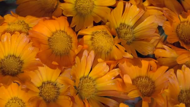 Ringblomma calendula officinalis ört blomma blommar. moturs skivspelare. — Stockvideo