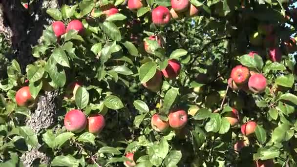 Sonbahar zaman bahçede ağaç üzerinde kırmızı olgun taze elma meyve. 4k — Stok video