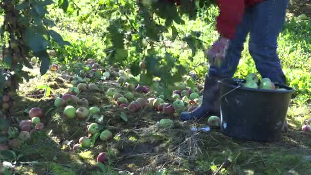 Mulher trabalhador agrícola colocando maçãs em plástico balde preto no pomar. 4K — Vídeo de Stock