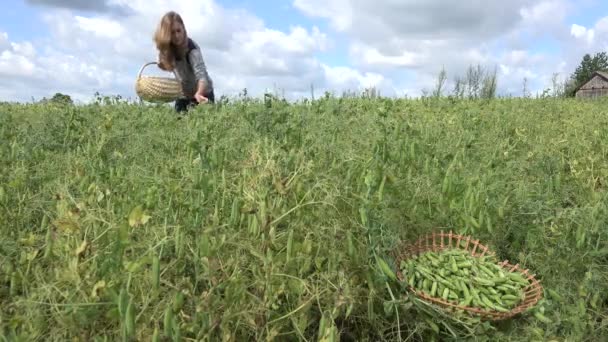 Mulher trabalhador aldeão com cesta de vime reunir lagos de ervilhas colheita. 4K — Vídeo de Stock