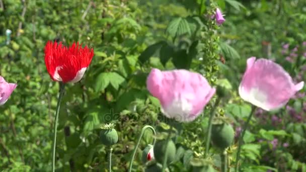 装饰的罂粟花朵盛开在夏天花园里的风中移动。4 k — 图库视频影像