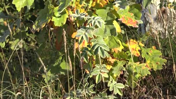 Нахил матового дуба, трави і березового саду. 4-кілометровий — стокове відео