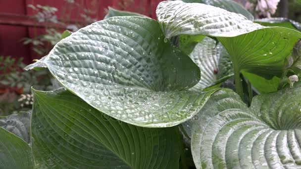 Le gocce di pioggia cadono su foglie di pianta rotonde grandi. Un primo piano statico. 4K — Video Stock