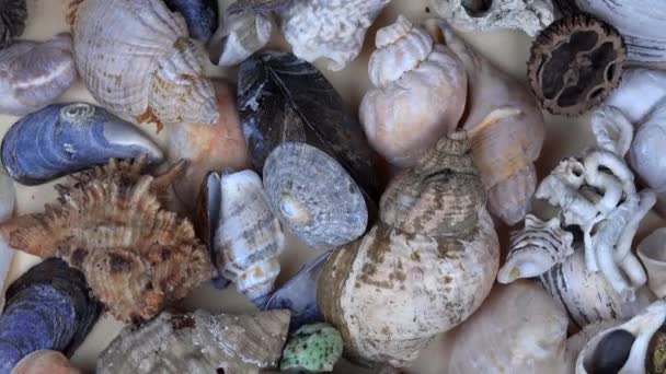 Collection of seashells shell conch cockleshell for backgrounds — Stock Video