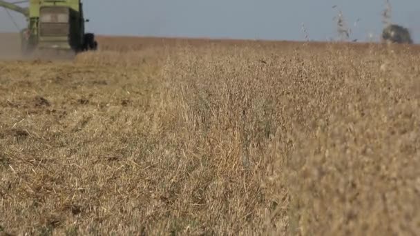 Kombinera thresher skörd havre majs öron och traktor med släp i jordbruk fält. 4k — Stockvideo