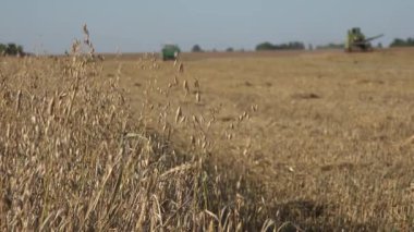 birleştirme alanından olgun yulaf tahıl ürünleri toplama ile hasat işlemi. 4k