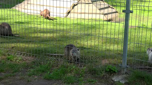 Rata almizclera ondatra zibethicus animales caminar en zoológico jardín jaula . — Vídeo de stock