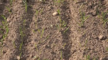 Sonbahar, kış bitkileri tahıl vuruyor. Yukarı eğimli. 4k