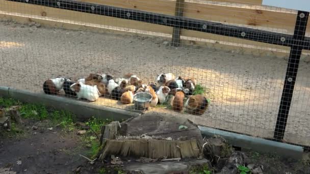 不少的几内亚猪在动物园的笼子里吃草. — 图库视频影像